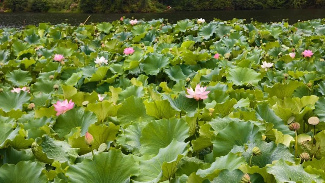 277ab72efb85a31a7c76578b4c2e0ad4.jpg 277ab72efb85a31a7c76578b4c2e0ad4.jpg